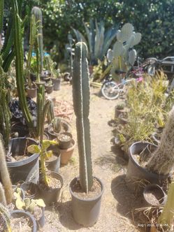 Peruvian Apple cactus plant