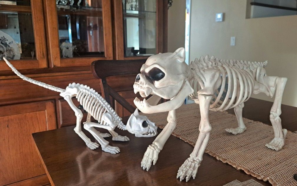 Halloween Skeleton Dog & Cat
