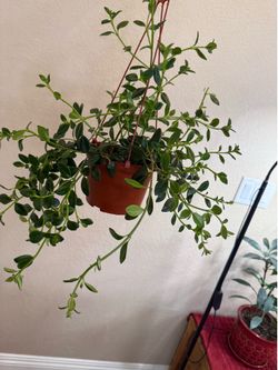 Live Goldfish Plant with Hanging Basket (Please read full description)