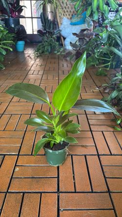 Green Congo Philodendron 4” pot plant