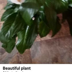 Beautiful Plant