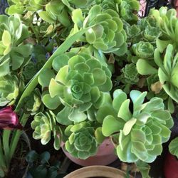 Plants For Sale