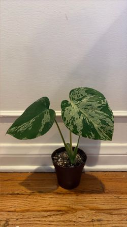 Variegated Monstera Bulbasaur 4"