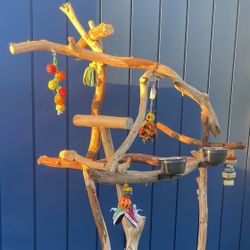 Thick n Curvy MACAW perch Tree … A Great Play Area For That Gnarly Macaw ! ❤️