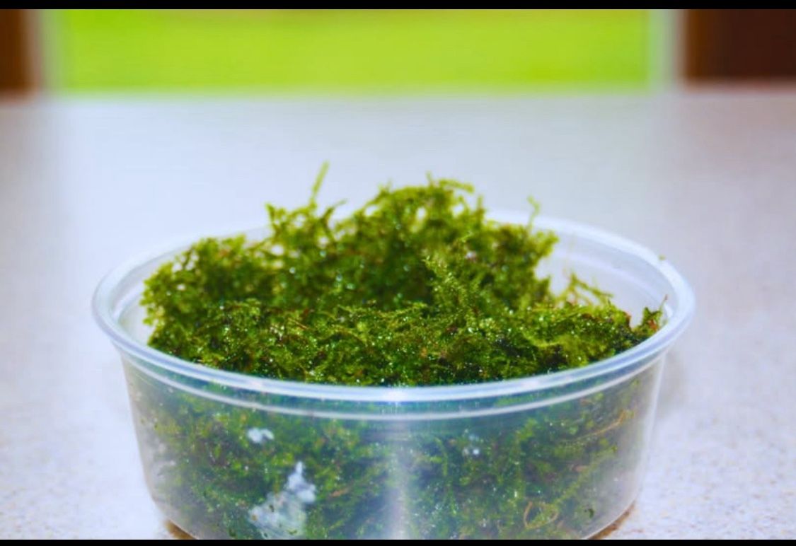 MEGA DEAL! 8 oz. Mini Christmas Moss - Turn any Tank into a Lush Underwater Paradise