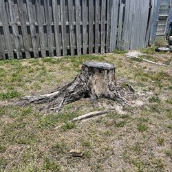 Need Stump Removal 
