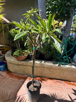 Plumeria plant