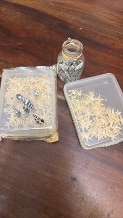 Starfish And Sea Shells 