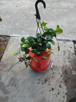 Hoya Obovata Plant