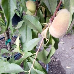 🍑Peach Tree (Galaxy)Durazno