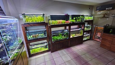 Aquarium plants