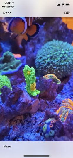 Fish tank items / saltwater tank