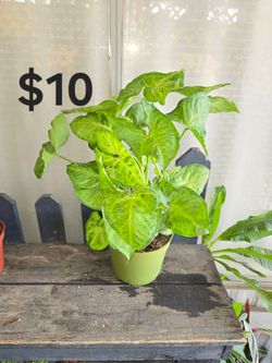 Arrowhead Plant