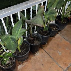 A Large Array Of Plants Variety Of Them To Choose From