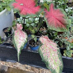 Caladium Plants 🪴 