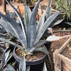 Agave Americana Blue 15gal