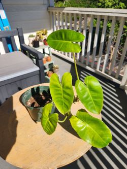 Philodendron Burle Marx