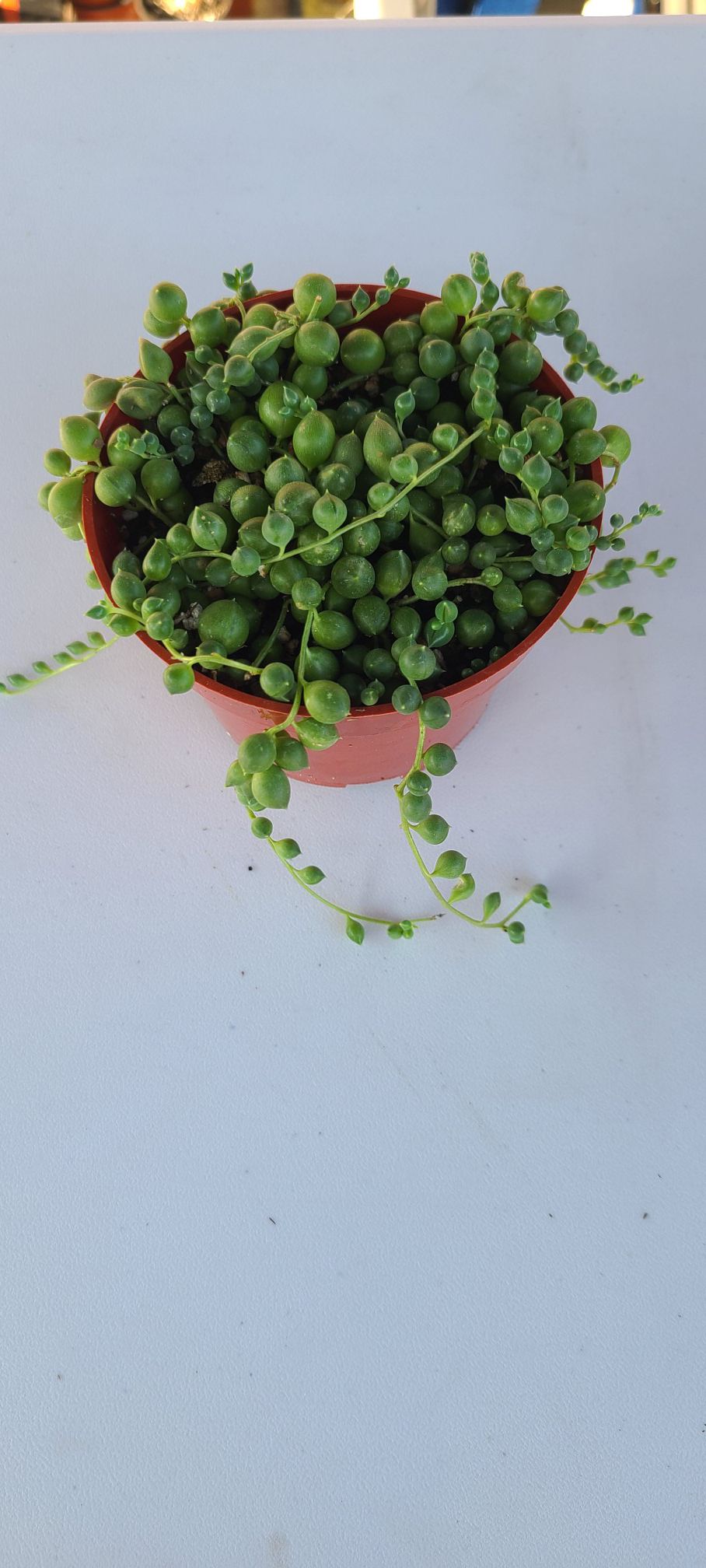 Succulent plant (string of pearls $7)
