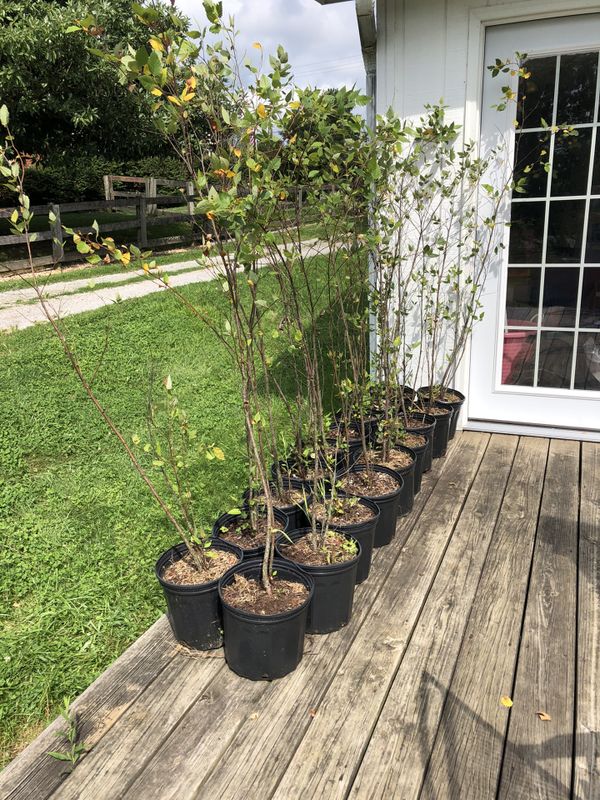 Potted River Birch Tree for Sale in Union, KY OfferUp