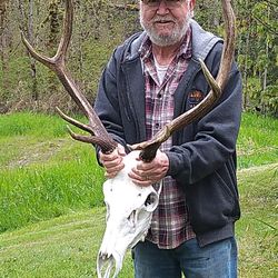 Bleached Elk Skull For European Mount 