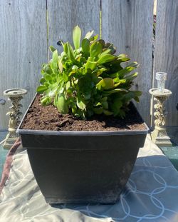Aeonium