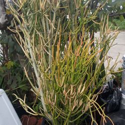 Fire Stick Cactus Tall Euphorbia Pencil Cactus