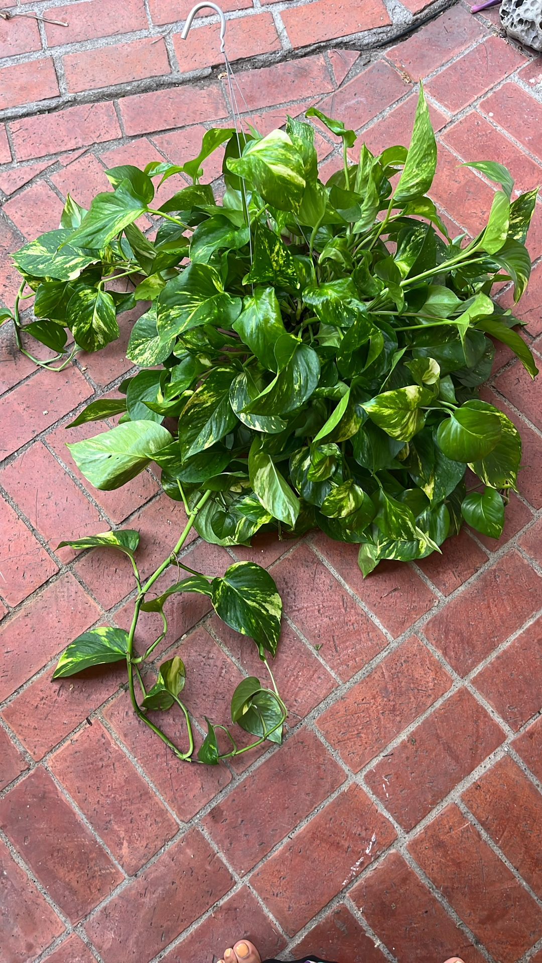 Golden Pothos Plant
