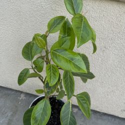 Plant For Room