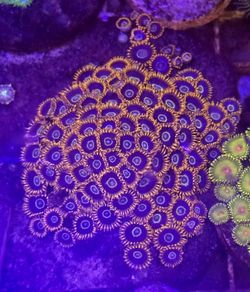 Fake reef zoanthid colony