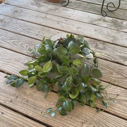 Lipstick Plant – 5” Pot (Red Flowers)