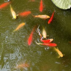 Koi Fish For Sale