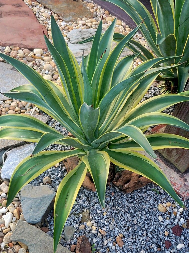 Variegated Dwarf Agave Baby Plants