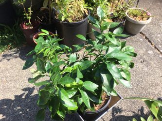 Sweet Red Grapefruit Tree