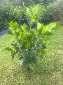 CLUSIA PLANT (makes cool hedging for walk or drive way also garden border) 2 Ft Tall