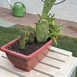 Variety Cactus Plants Display