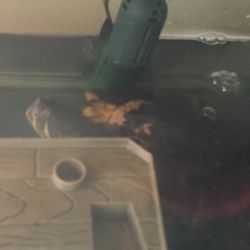 Turtle 