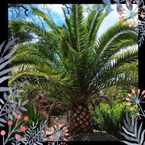 Canary Palm $800.00,All Products : American Fashion Style Bags On Sale