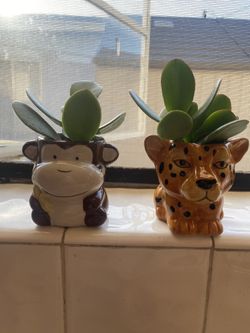 🌸🌺🌹HERMOSAS MACETITAS PEQUEÑAS CON PLANTITA JADE ESA PUEDE CRESERTE COMO UN BELLO ARBOLITO