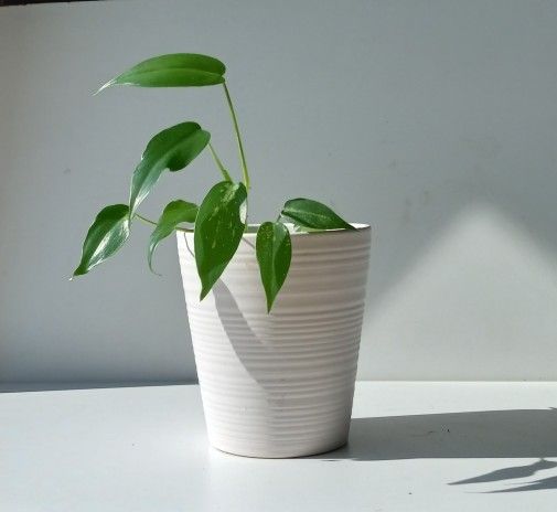 Rare Aroid Philodendron Golden Dragon Plant/ Indoor Plant/ House Plant Flower Patio Garden