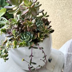 Succulent Arrangement.