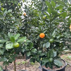 Huge Calamansi/calamondin Plant 