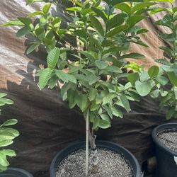 Ruby Guava Plant For Sale