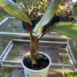 Banana Tree Plant