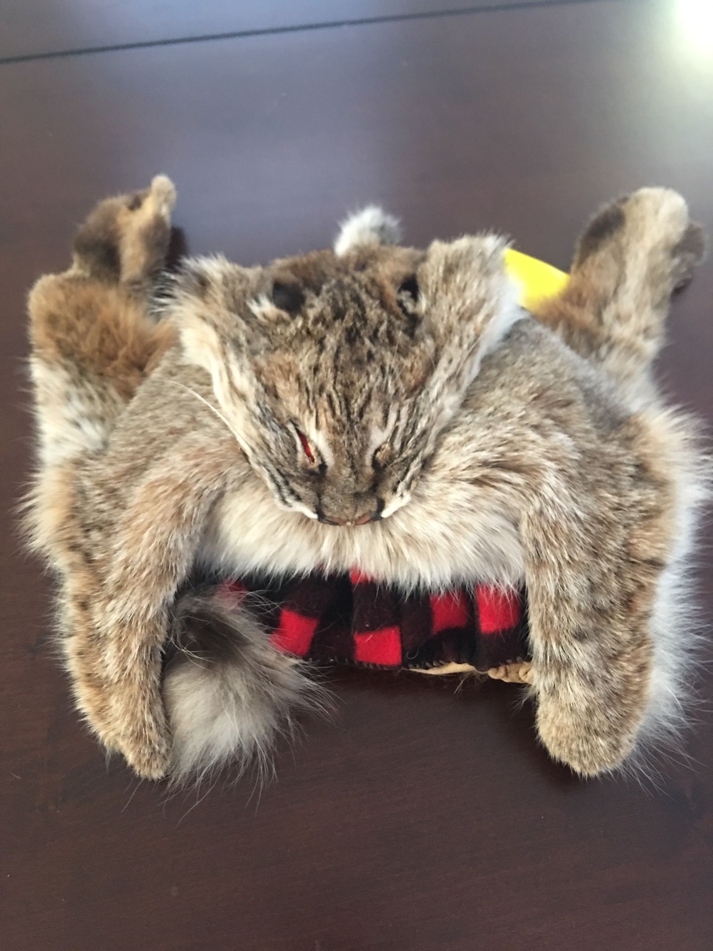 Bobcat Hat