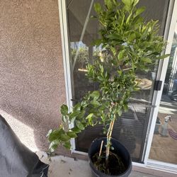 Shiranui Dekopon Sumo Mandarin Tree 不知火丑柑