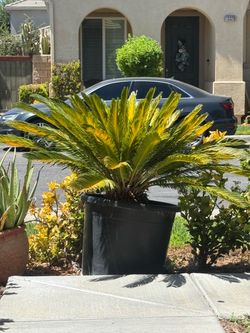 Plants
