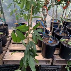 Val-Carrie Mango Tree