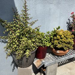 Plantas