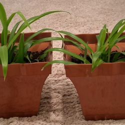 2 Houseplants In New Copper Color 6" Pots