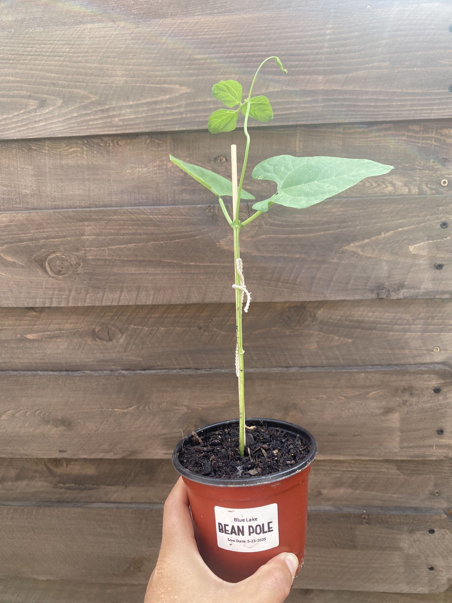 2 For $3 Pole Bean Vegetable Garden Plant